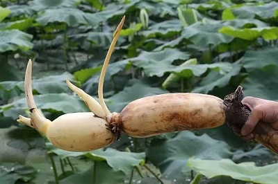 華逸府聯(lián)手湖北洪湖藕、江永芋頭，為您帶來健康原生態(tài)食材